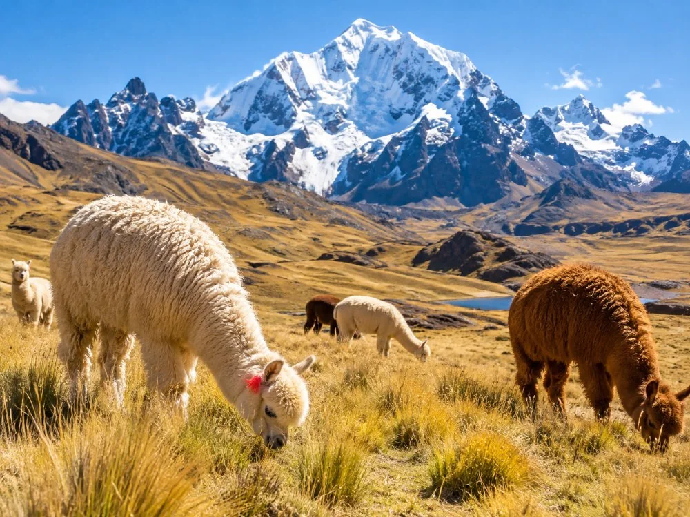Alpacas grazing on a high grassy plain with the snowy peak of Ausangate behind